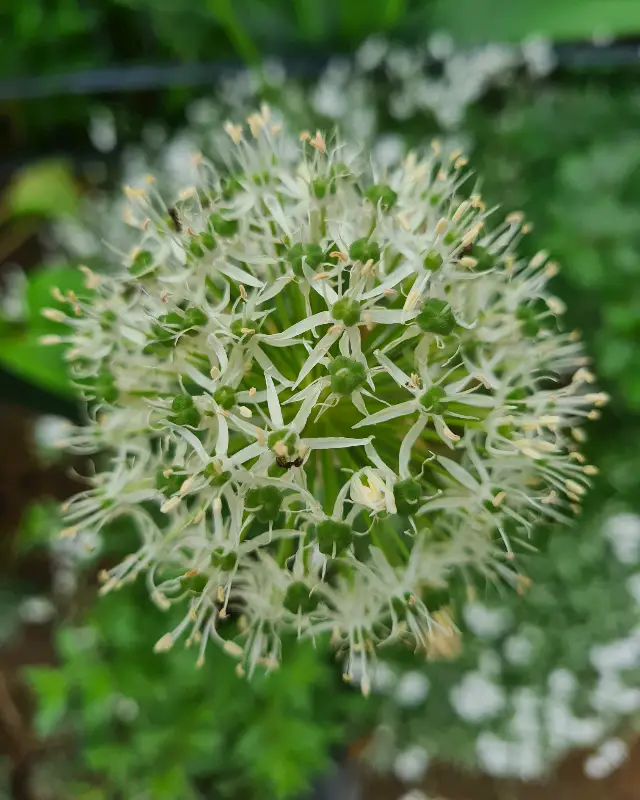 Allium weiß