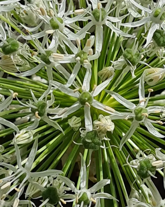 Allium weiß